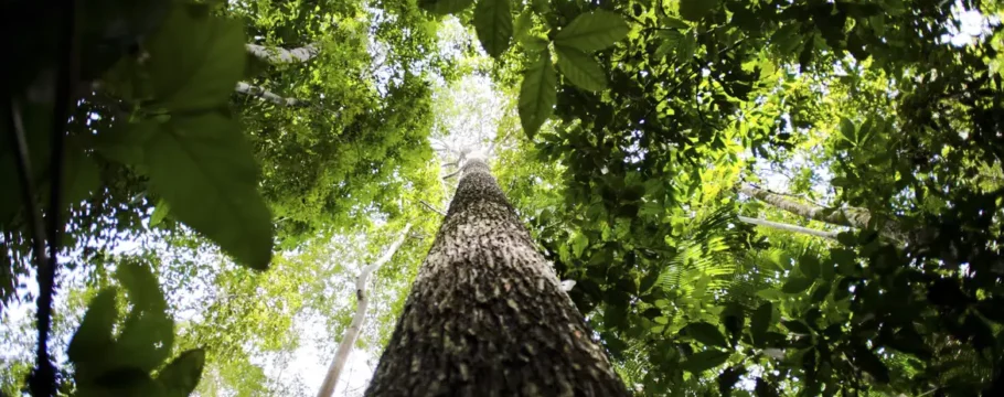 Crédito de carbono na Amazônia Legal pode gerar mais de US$ 10 bilhões até 2030